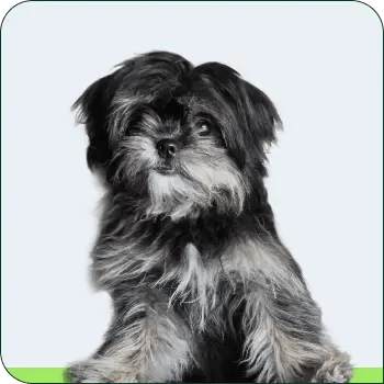 2026_BRAND_portrait_square_olive