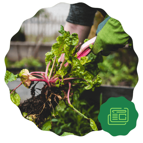 article_conventional-organic-farming