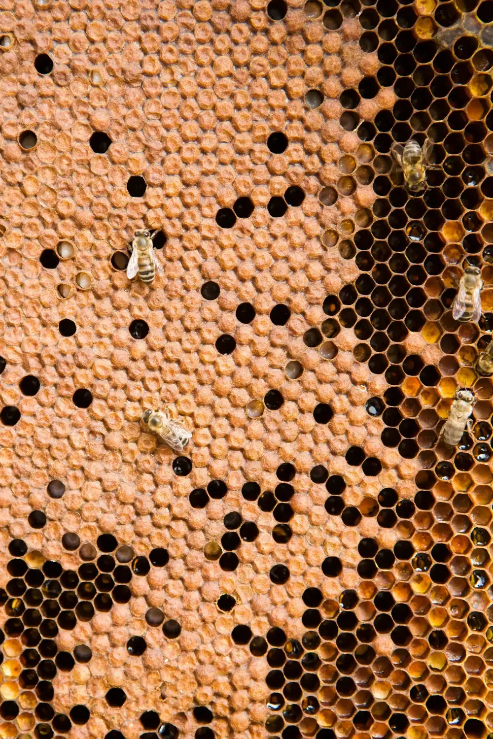 2026_STOCKPHOTO_bees-collaboration-integration_getty-images-HFe4HYvy_cg-unsplash-1