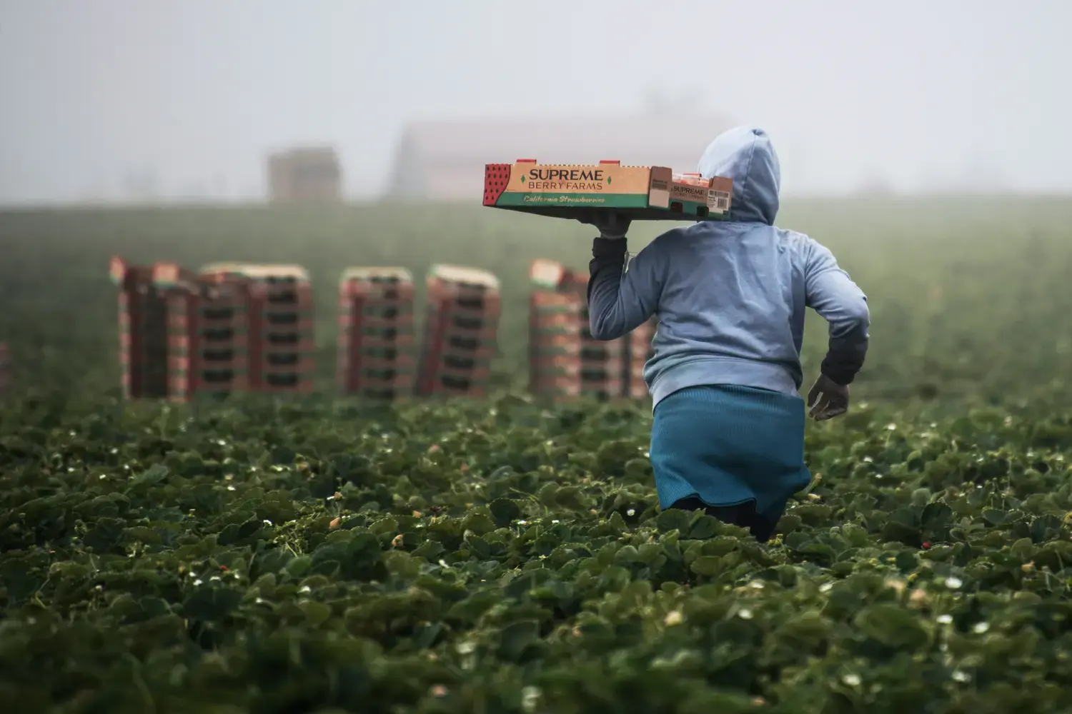 A worker is carrying a box of fresh produce in a field of strawberries